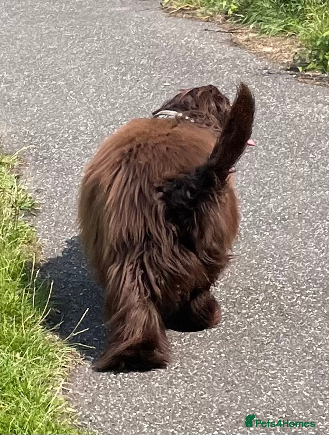 Sprocker dogs for stud: Dexter Sprocker - Image 8