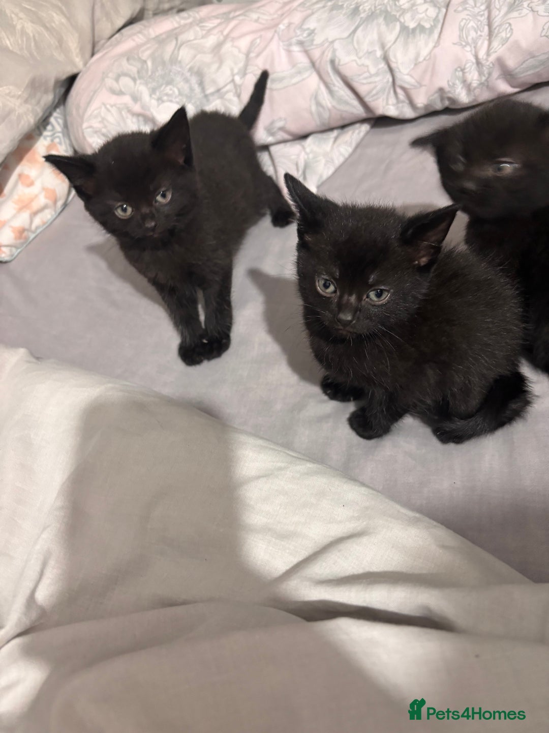 British Shorthair cats for sale: 3 black and 1 tabby looking for a home - Image 5