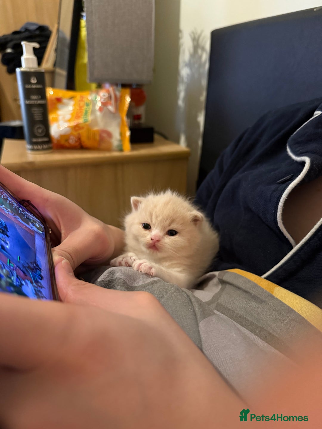 Mixed Breed cats for sale: British Short x Mainecoon Hair (2 Kittens Left) - Advert 2