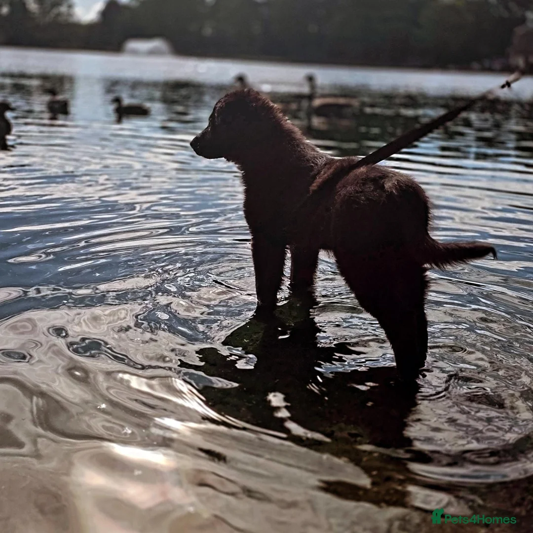 Border Collie dogs for sale: Gorgeous and Gentle Border collie male in Saint Helens - Advert 2