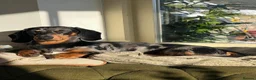 Miniature Dachshund dogs for sale: 4 Gorgeous Miniature Dachshund puppies - Advert 10