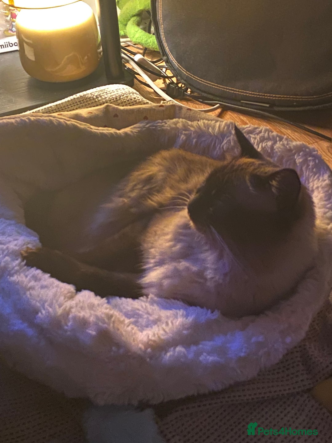 Ragdoll cats for sale: Sweetest Ragdoll male on the planet  - Image 3