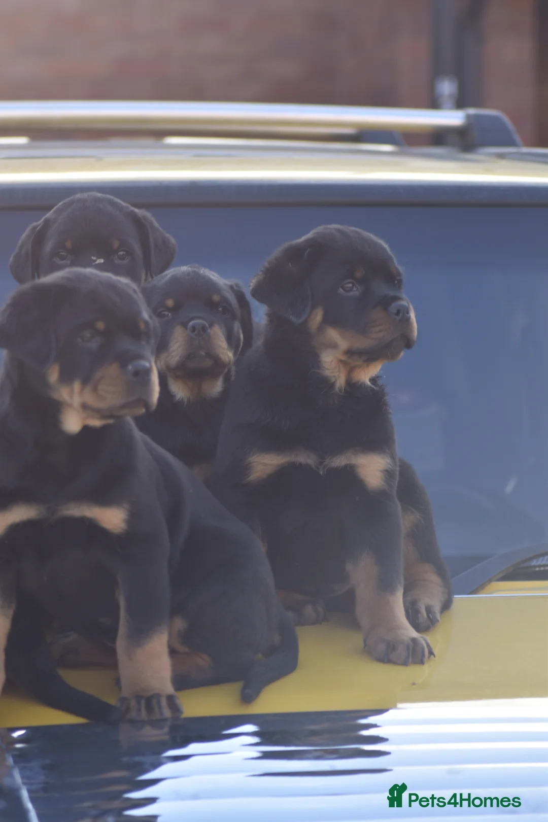 Rottweiler dogs for sale: Champion Line Rottweiler Pups for loving homes - Advert 8