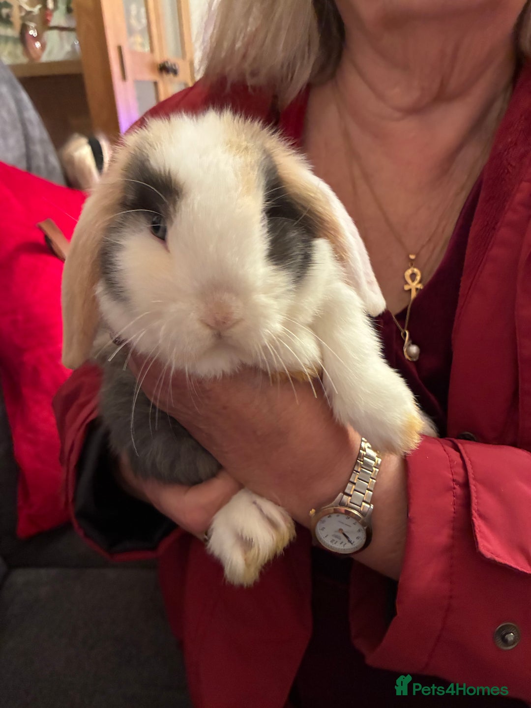 Mini Lop rabbits for sale: Mini lops for sale - Advert 6