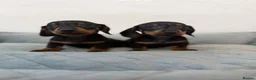 Dachshund dogs for sale: Miniature Dachshund  - Advert 6