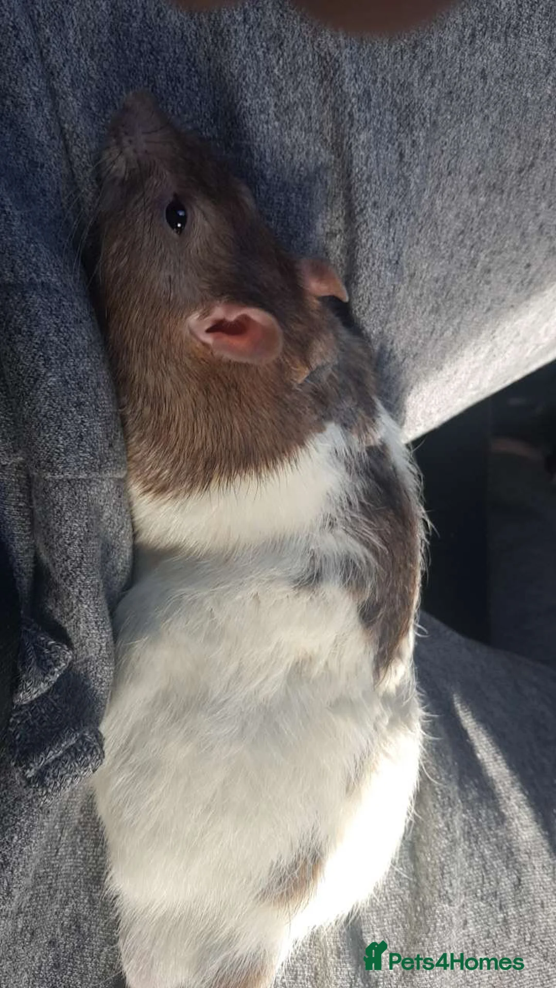 Rat rodents for sale: 4 rats with cage  in Shrewsbury - Advert 1