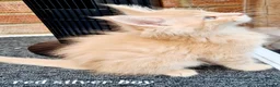 Maine Coon cats for sale: Pedigree tica mainecoon kittens - Advert 30