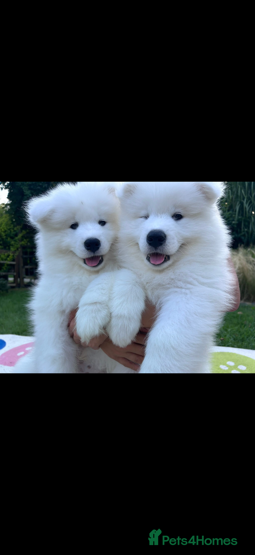 Samoyed dogs for sale: Samoyed puppy - Advert 1