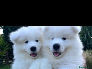 Samoyed dogs Samoyed puppy - Advert 6