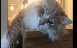 Siberian cats for sale: Siberians with wonderful personalities  - Image 13