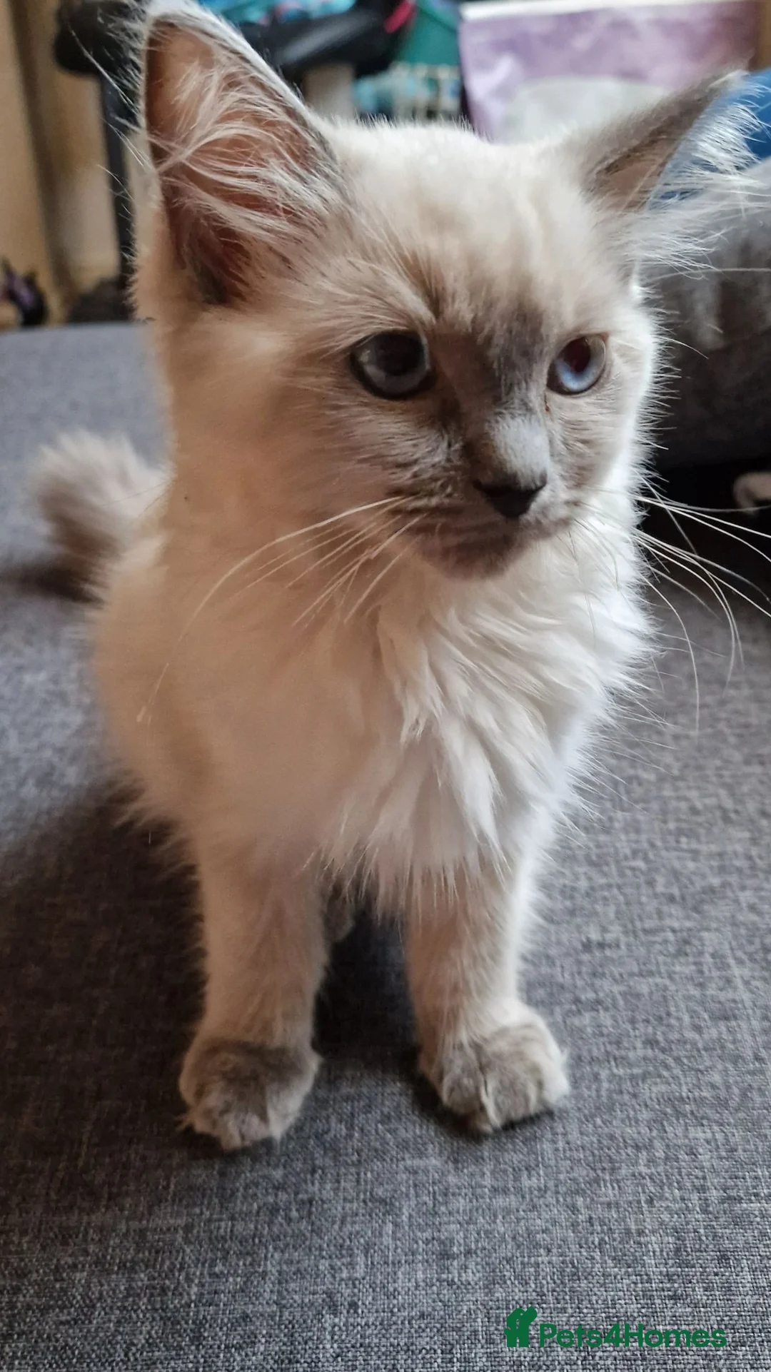 Ragdoll cats for sale: Ragdoll boy - Advert 2