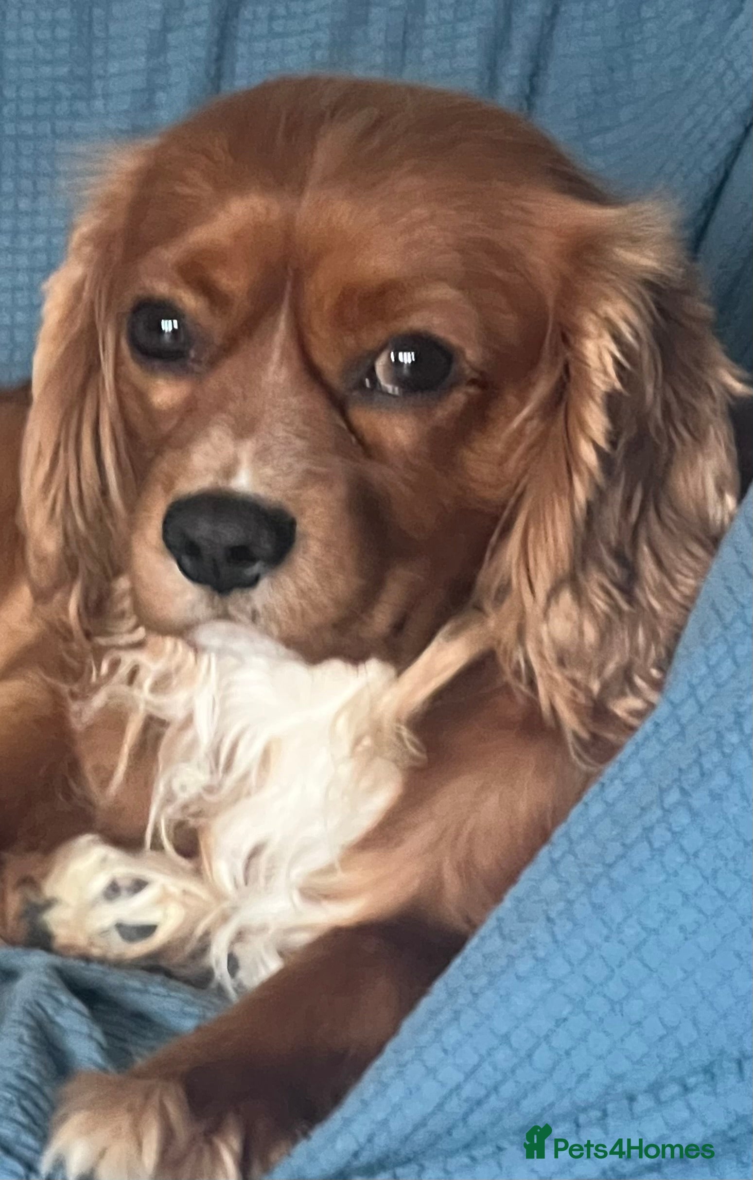 Cavalier King Charles Spaniel dogs STUD Cavalier King Charles Spaniel Stud  - Advert 16