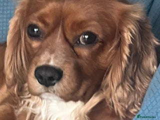 Cavalier King Charles Spaniel dogs STUD Cavalier King Charles Spaniel Stud - Advert 1