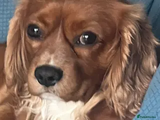 Cavalier King Charles Spaniel dogs STUD Cavalier King Charles Spaniel Stud - Advert 6