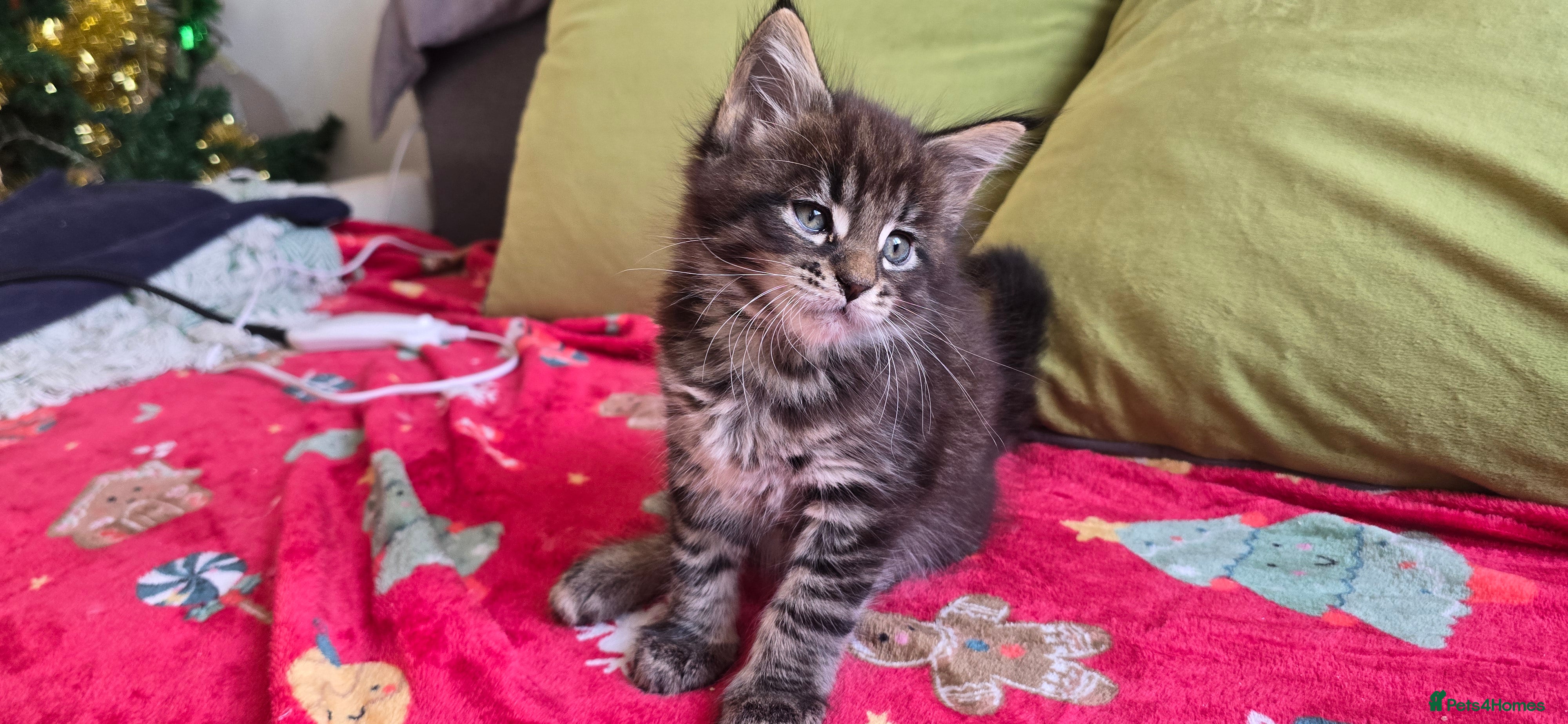 Maine Coon cats Maine Coon Kittens  - Advert 3