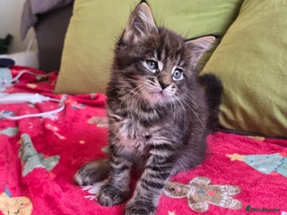 Maine Coon cats Maine Coon Kittens - Advert 3