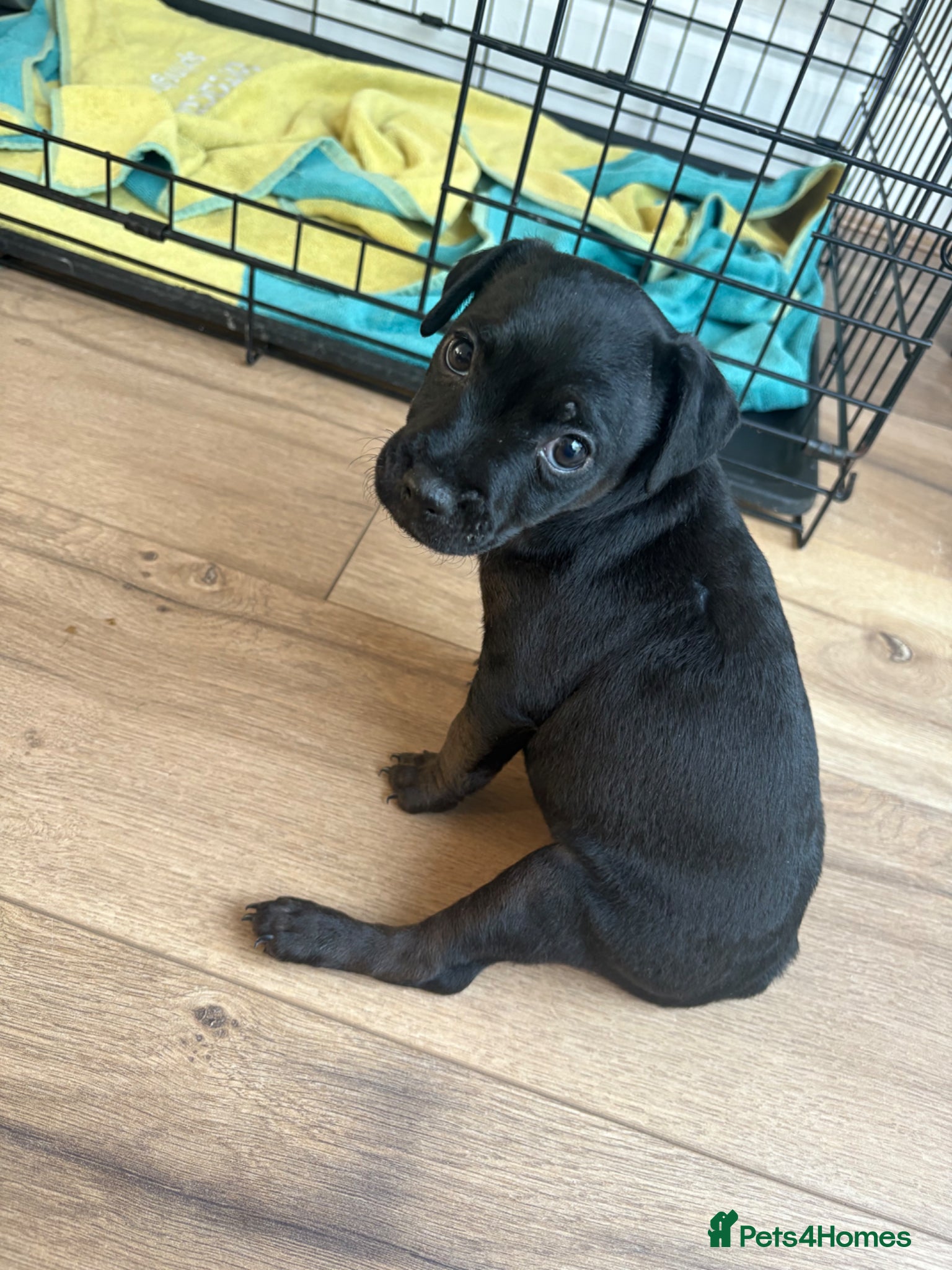Patterdale Terrier dogs Patterdale puppies  - Advert 6