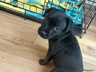 Patterdale Terrier dogs Patterdale puppies - Advert 6