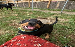 Rottweiler dogs for sale: Healthy Rottweiler puppies ready now  - Image 2