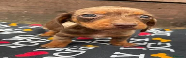 Dachshund 3