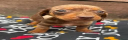 Dachshund dogs for sale: 6 wonderful dachshund puppies ready for new home  - Advert 5