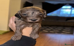 Cockapoo dogs for sale: F2B Cockapoo / chocolate merle & Apricot - Advert 3