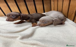 Miniature Dachshund dogs for sale: 5⭐️ licensed breeder. Rainbow litter  - Image 3