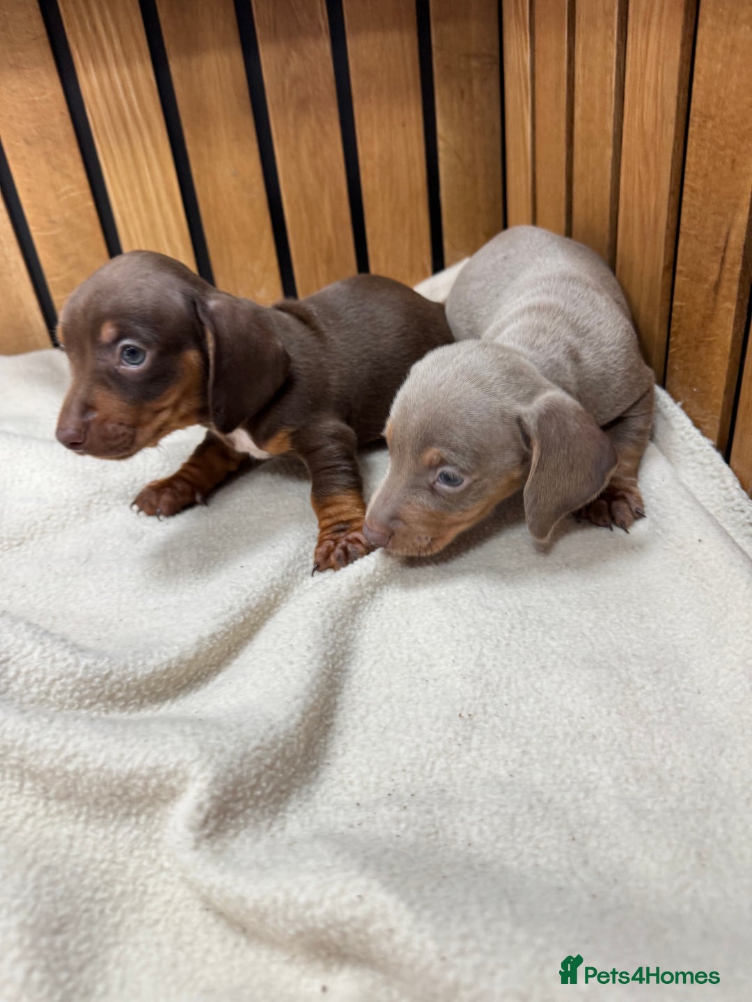 Miniature Dachshund dogs for sale: 5⭐️ licensed breeder. Rainbow litter  - Image 3