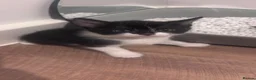 Mixed Breed cats for sale: 🐾 Beautiful Black & White Kittens 🐾 - Advert 7