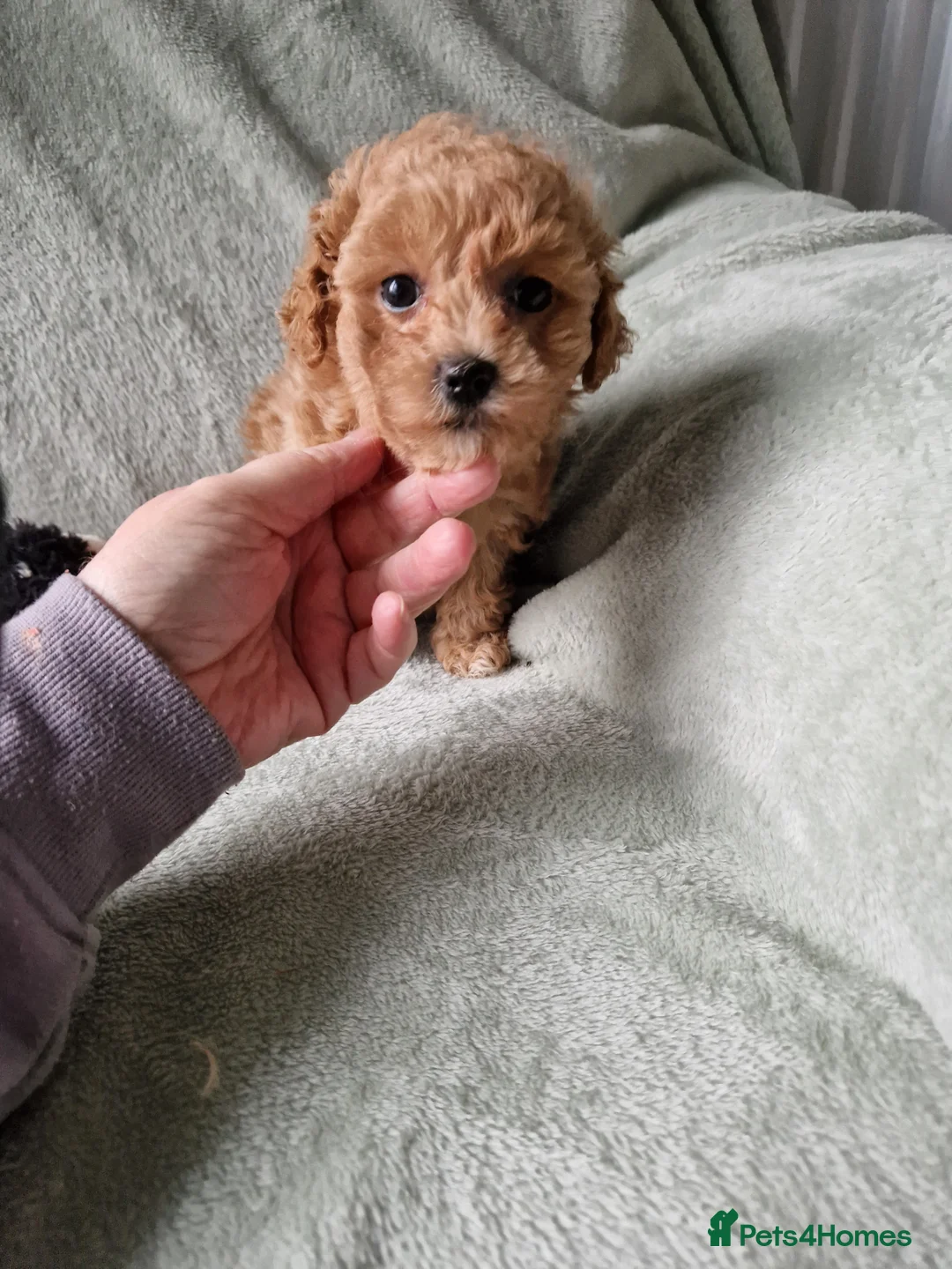 Maltipoo dogs for sale: Absolutely stunning maltipoo puppies  - Advert 4