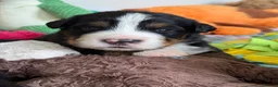 Bernese Mountain Dog dogs for sale: KC Registered Bernese Mountain Dog Puppies - Advert 29