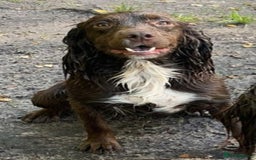 Cockapoo dogs for sale: Health tested cockapoo puppies for sale - Image 20