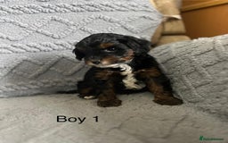 Mixed Breed dogs for sale: Poodle x Biewer terrier boys  - Image 7