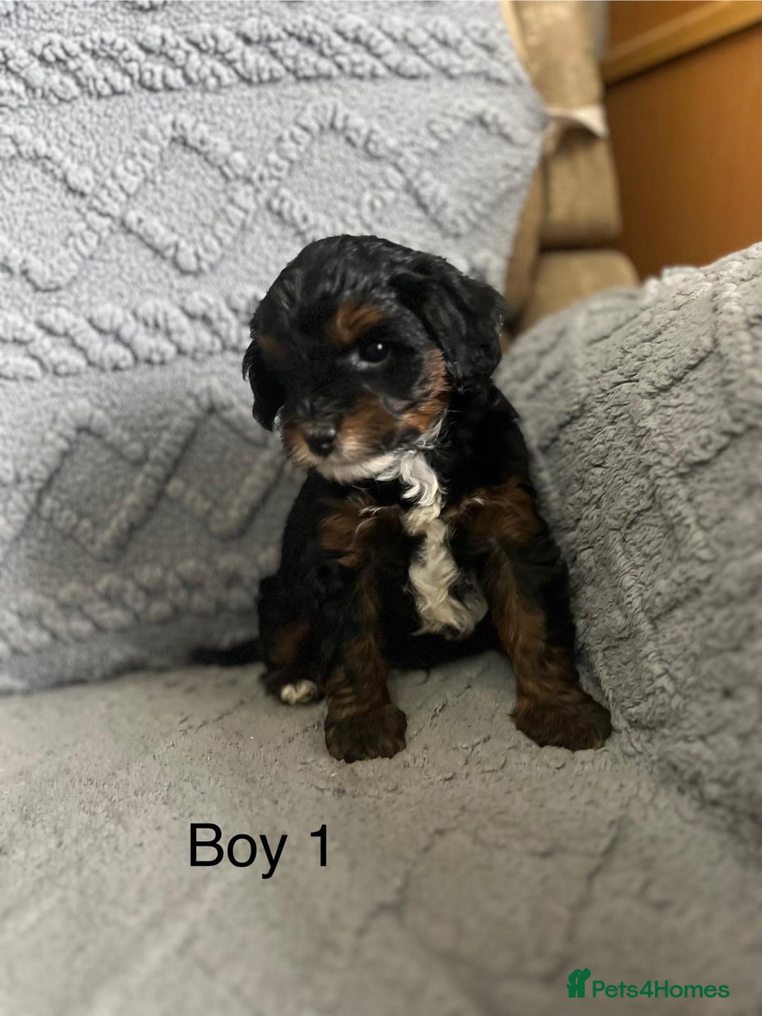 Mixed Breed dogs for sale: Poodle x Biewer terrier boys  - Image 7