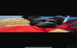 Pomchi dogs for sale: Dog for sale  - Image 3