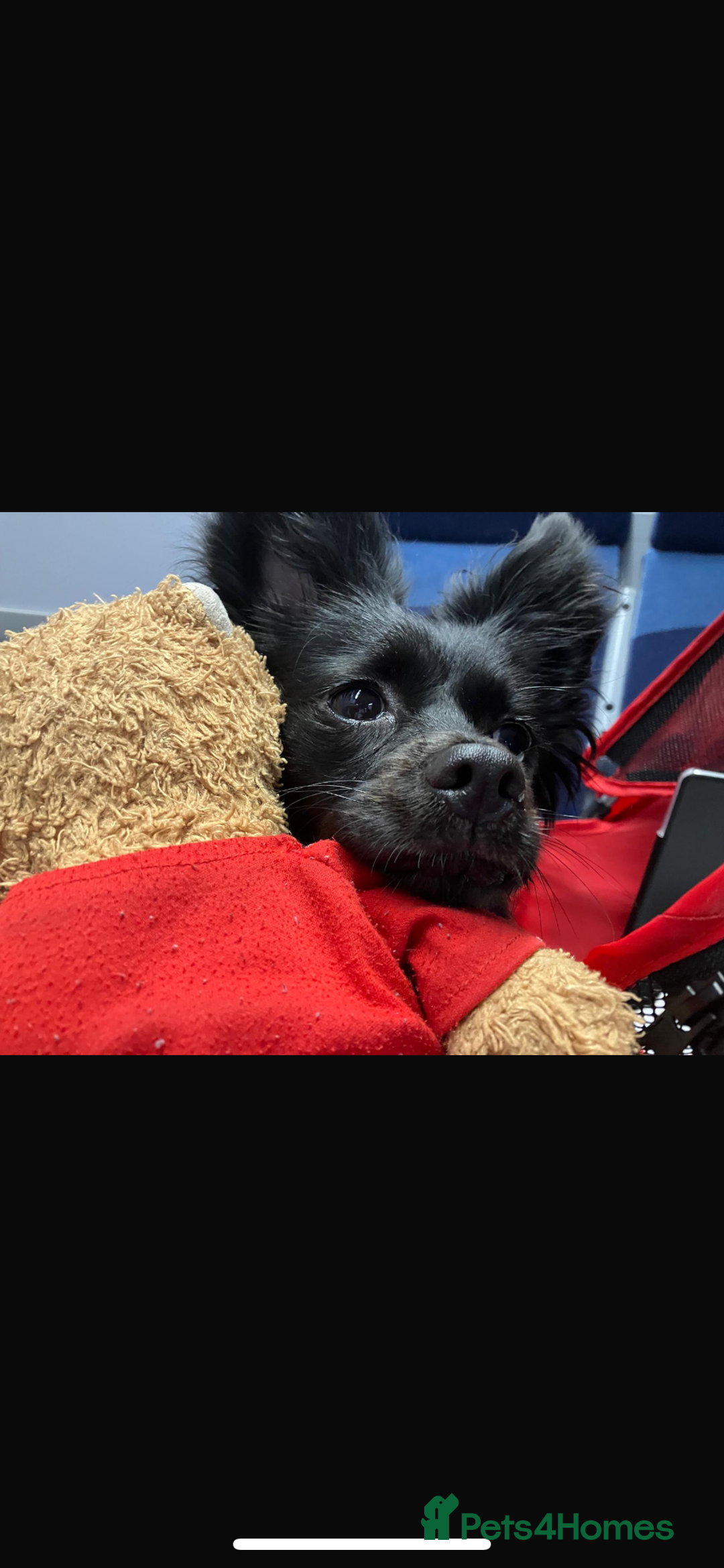 Pomchi dogs for sale: Dog for sale  - Image 3