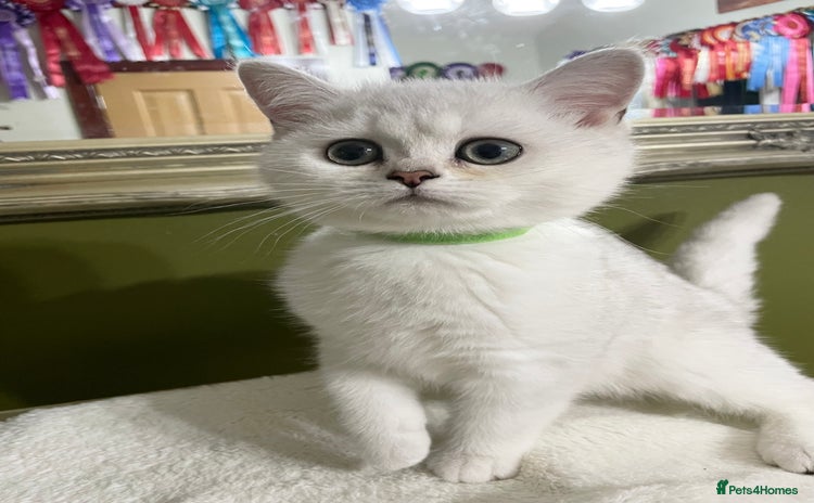 British Shorthair cats - Advert 2