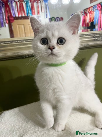 British Shorthair cats - Advert 2