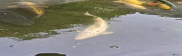 Koi Carp fish for sale: Various Koi Carp & Gold fish for sale in Leicester - Advert 4