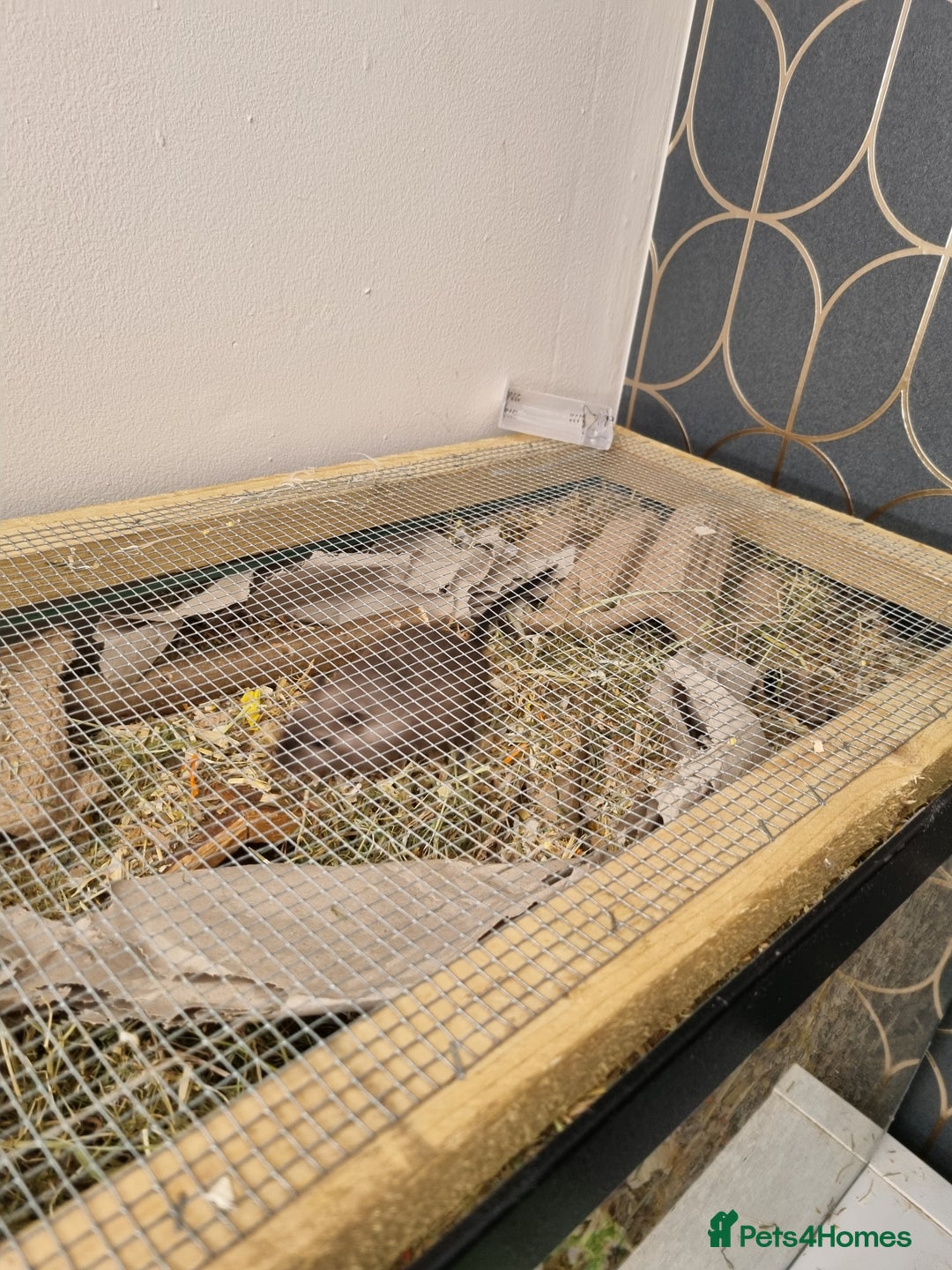 Gerbil rodents for sale: 2 male gerbils  - Image 3