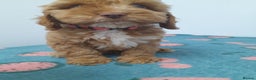 Cockapoo dogs for sale: Beautiful cockapoo puppies ready now - Advert 10
