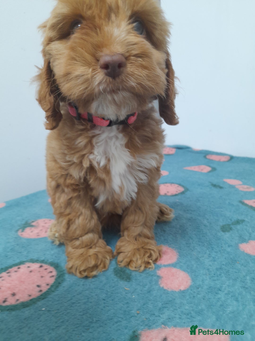 Cockapoo dogs for sale: Beautiful cockapoo puppies ready now - Advert 10