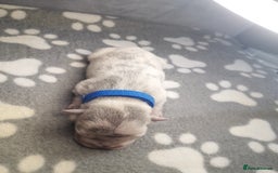 French Bulldog dogs for sale: Pedagree & KC papered merl carrying French bulldog - Image 17