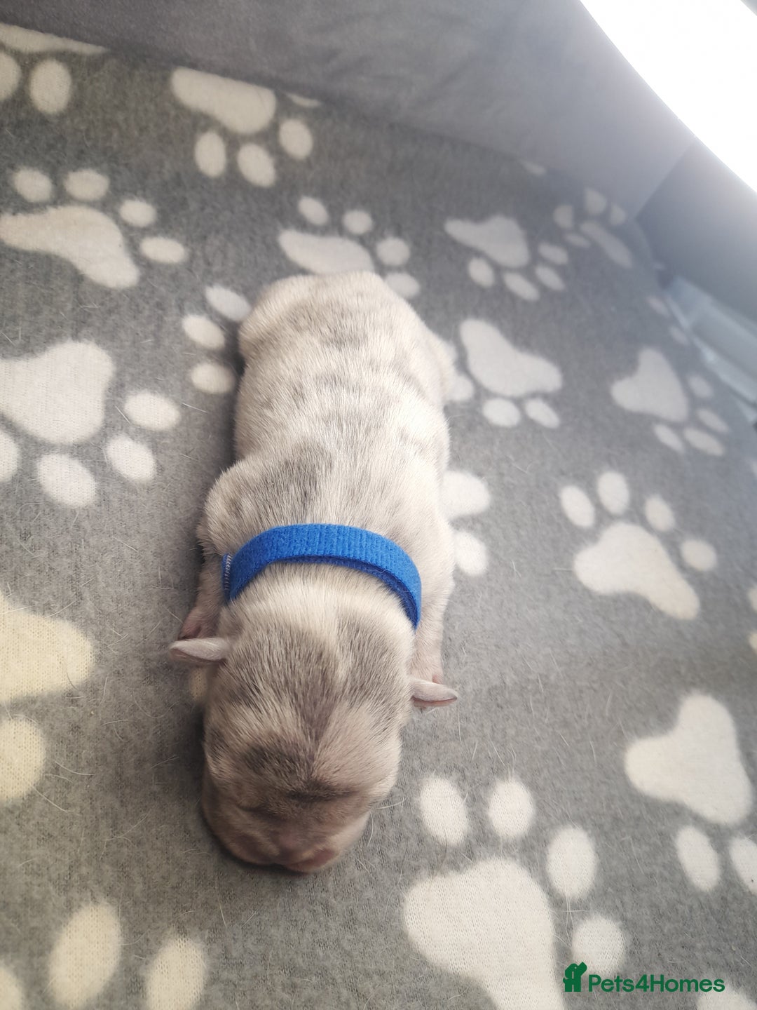 French Bulldog dogs for sale: Pedagree & KC papered merl carrying French bulldog - Image 17