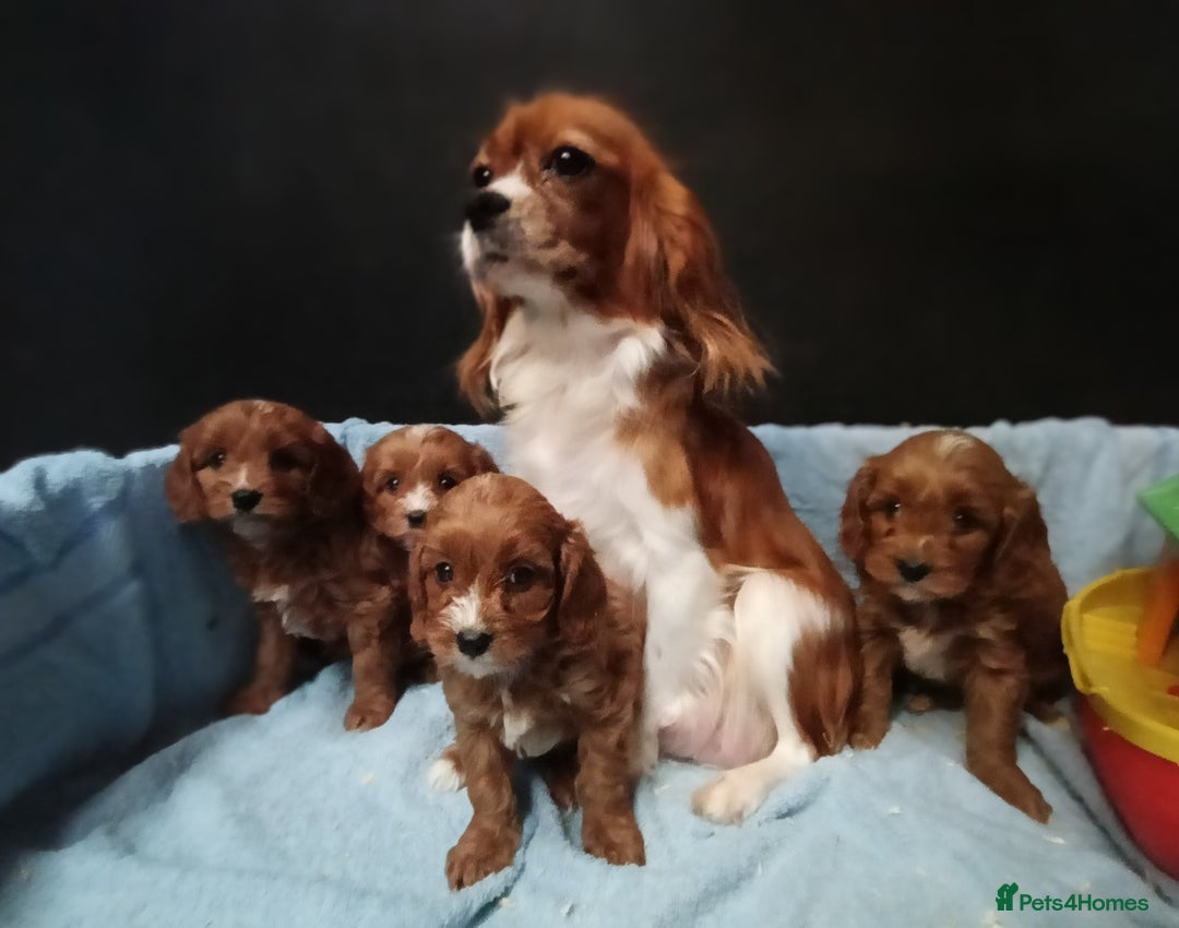 Cavapoo dogs for sale: Cute Cavapoo Puppies. DAD PRA tested! - Advert 3