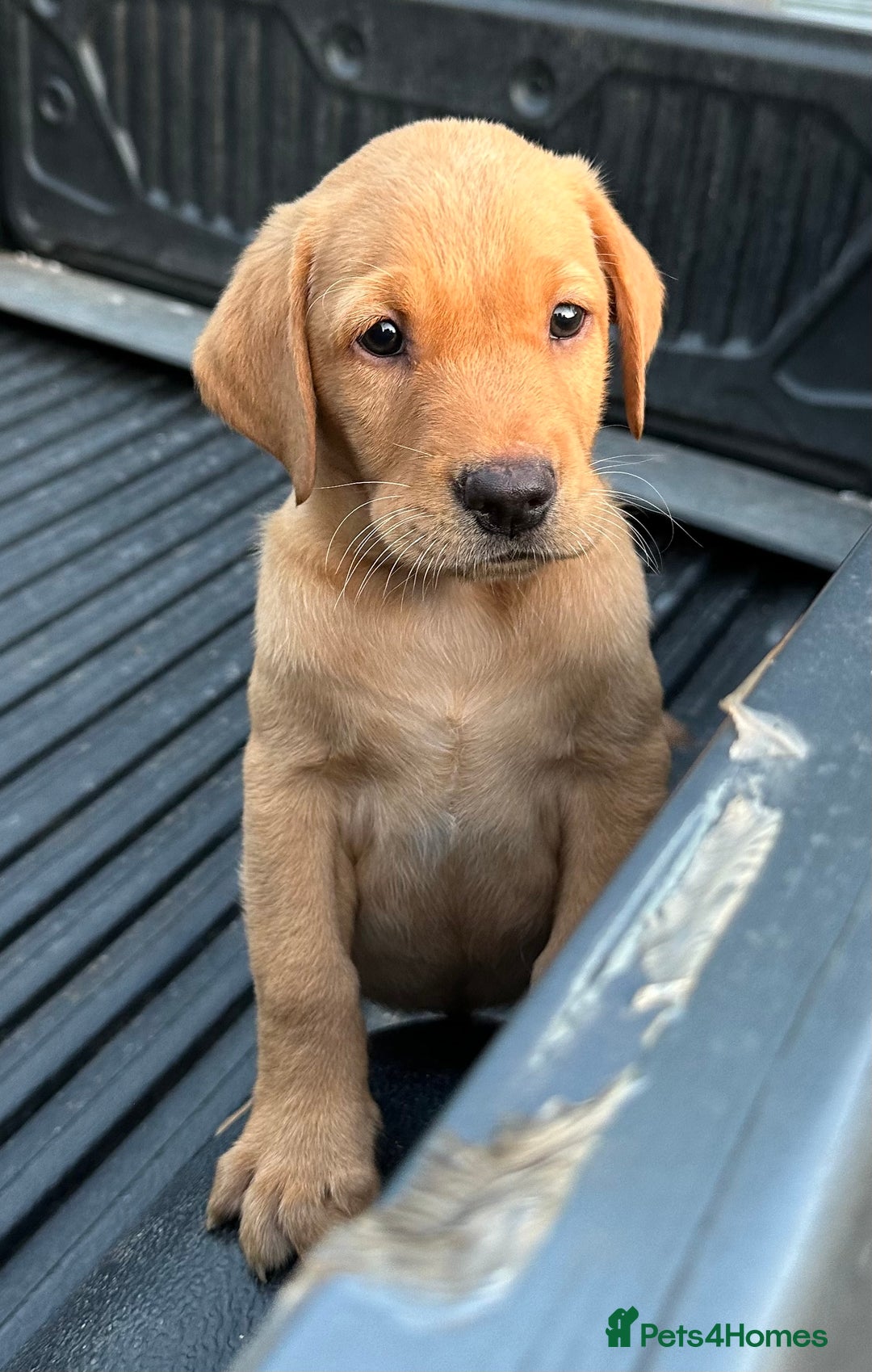 Labrador Retriever dogs for sale: Handsome KC Labrador boy 💙 - Image 4
