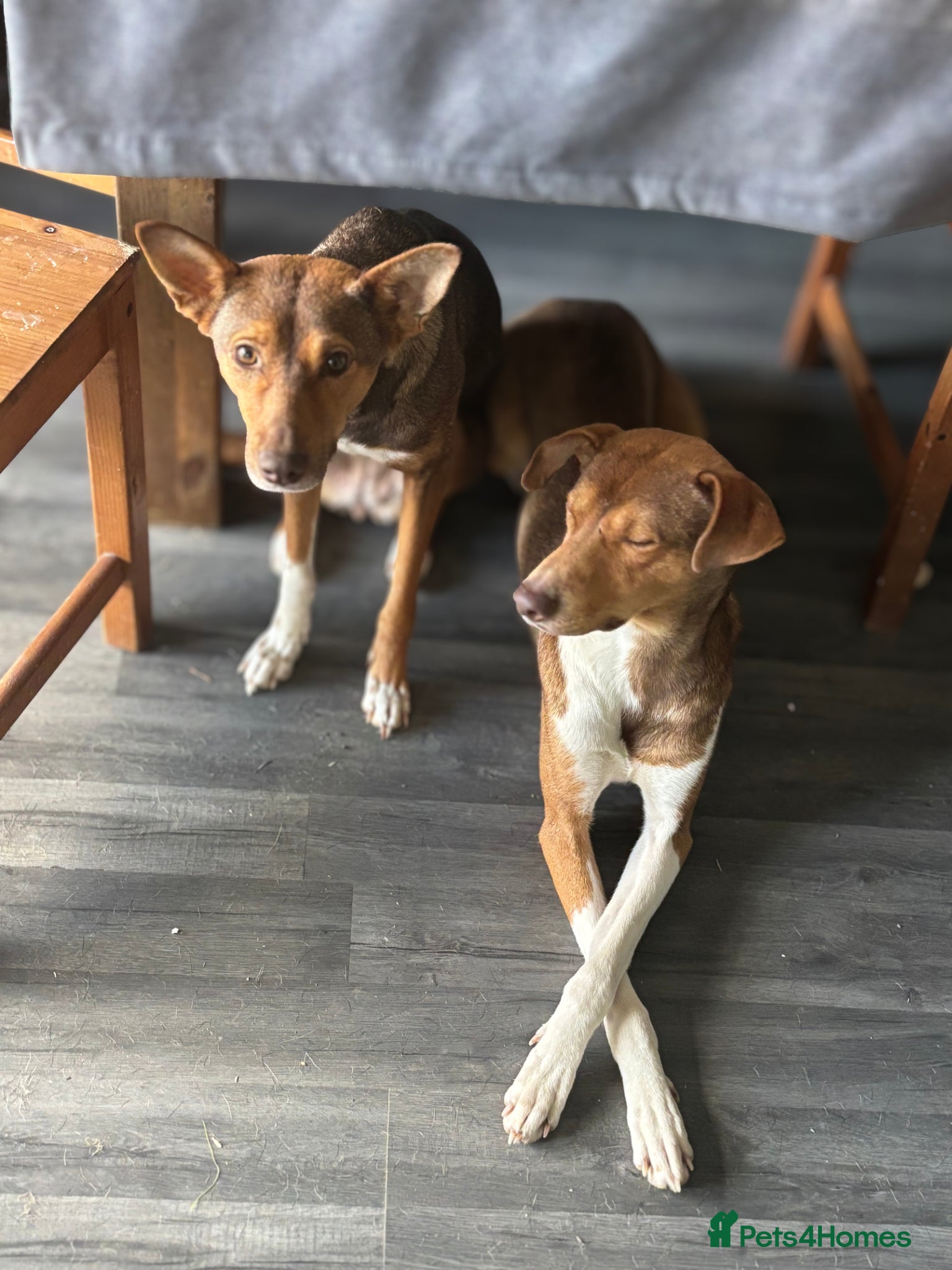Mixed Breed dogs for sale: Mixed Breed Pups - Advert 16