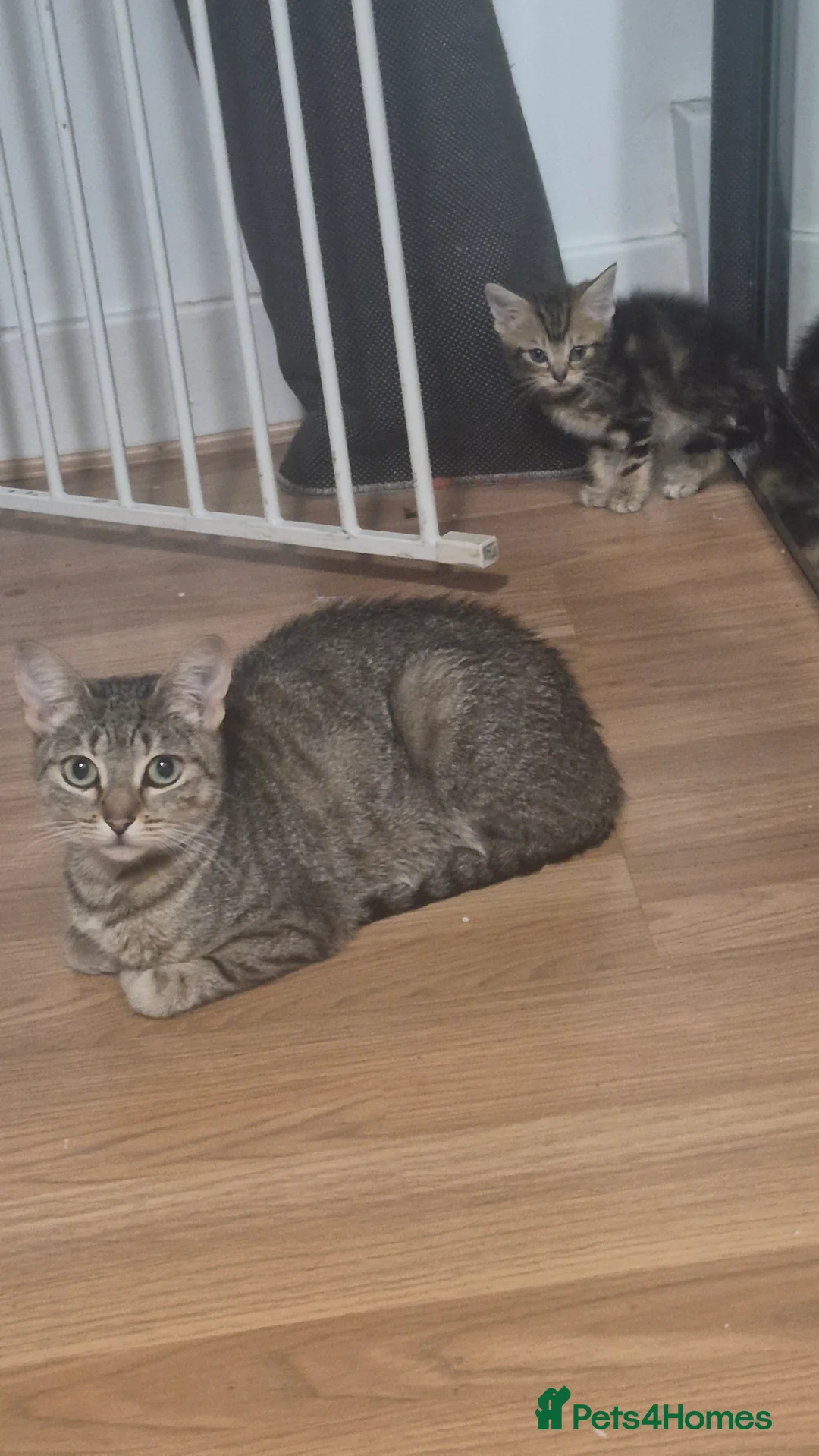 Mixed Breed cats for sale: Lil man - Advert 1