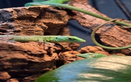 Lizard reptiles for sale: Green Keeled Bellied Lizard - Image 4