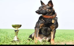 Belgian Shepherd Dog dogs for sale: Exceptional Herders from World-Class Lines - Image 1